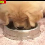 爆笑！面白い犬猫鳥珍ペットの傑作ハプニング映像集！可愛い犬🐶猫🐱鳥🦆兎🐰キリン🦒象🐘ハムスター🐹魚🐟の愛らしい動物がいっぱい！涙と感動！【animalpet WORLD】癒し系#039