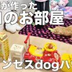 子供達が犬の為に作ったプリンセスdogハウス【トイプードル（マルプー）のモコちゃん】