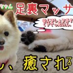 【ポメラニアン】小型犬・癒し犬動画・ポメのココちゃん、癒しの足裏マッサージ、足裏マッサージ、癒し、癒されるj