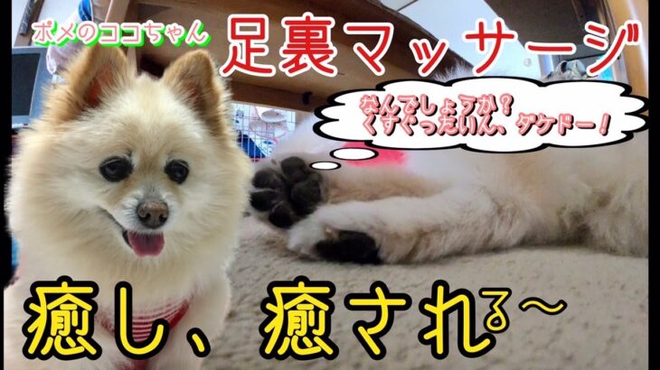 【ポメラニアン】小型犬・癒し犬動画・ポメのココちゃん、癒しの足裏マッサージ、足裏マッサージ、癒し、癒されるj