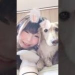 かわいすぎる…ひめちゃん❤️キュンです✌️#ミニチュアダックスフンド#犬@short