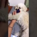 【マルプー】笑顔が可愛すぎる犬、笑う犬、かわいい犬
#shorts