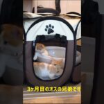 犬に動じず寝落ちする猫が可愛いすぎる！