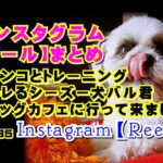 （リールまとめ）ワンコは名トレーナー！可愛いキレるシーズー犬！ドッグカフェに行って来ました！