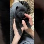 癒し犬　ルイちゃんです