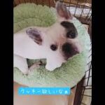 【かわいい犬】フレンチブルドック【愛犬】