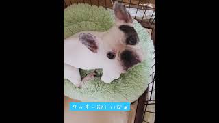 【かわいい犬】フレンチブルドック【愛犬】