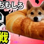 爆笑おもしろ犬🐶🐶🐶全員参戦!!