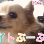 【ポメラニアン】小型犬・癒し犬動画・ポメのココちゃん、ナイトぶーぶー・新しいコマンド言葉をしっかり勉強しようとしていました。