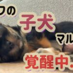 チワワの子犬マルちゃん覚醒中！