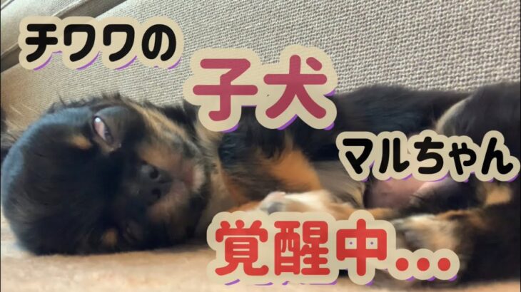 チワワの子犬マルちゃん覚醒中！