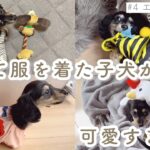 【 子犬服 】まだブカブカでした…でも可愛い…