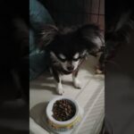 【休職者と犬】チワワ、飯欲しがる。#チワワ#犬#可愛い