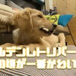 ゴールデンレトリバー、子犬の頃がいちばんかわいい説