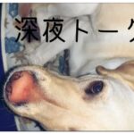 【犬】ラブラドールレトリバーと恋バナしてみた！！