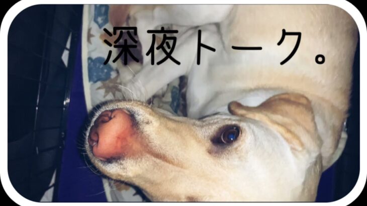 【犬】ラブラドールレトリバーと恋バナしてみた！！