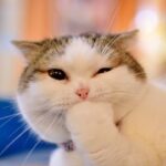 「かわいい猫と犬」 笑わないようにしようとしてください 最も面白い動物の映画