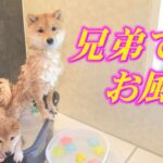 【豆柴】癒される～♪可愛い弟の見本になる♪【子犬】【多頭飼い】【柴犬】