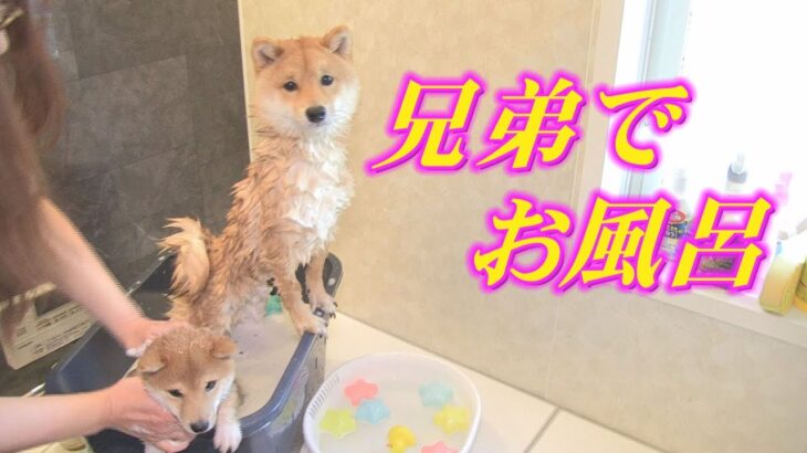 【豆柴】癒される～♪可愛い弟の見本になる♪【子犬】【多頭飼い】【柴犬】