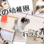 【子犬のしつけ教室】犬の幼稚園！？子犬たちのわちゃわちゃがかわいい！パピー教室行ってきた！