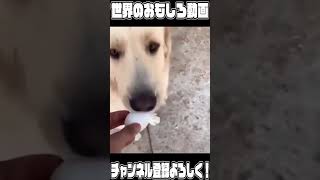 卵を上手に運ぶ犬