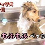 【子犬シャンプー】生後３ヶ月シェルティ子犬が初めてトリミングサロンに行く！緊張してるのがかわいいｗ