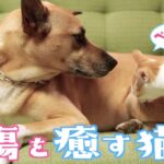 先住犬の古傷を舐めて癒してあげる保護猫がこちらですw