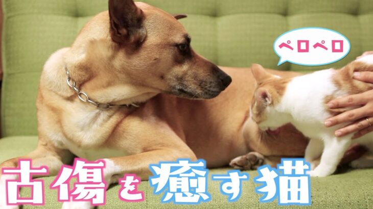 先住犬の古傷を舐めて癒してあげる保護猫がこちらですw