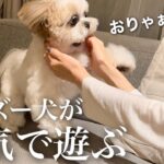 【癒し動画】普段大人しいはずのシーズー犬が本気を出して遊ぶとこんな事になりましたwww / Video playing with Shih Tzu.