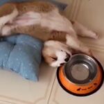 【2021】爆笑10分間、犬、猫、動物のおもしろ、ハプニング映像