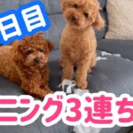 ハプニング‼️ 【トイプードル メルリン成長記録. 276】引っ越し後にいろんなことが💜 誰が犯人なのか💦