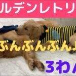 ダイソーでかわいいの見つけた！《沖縄に住む3匹のゴールデンレトリバー：大型犬　多頭飼い》ぽい。すい。子犬のぴい。