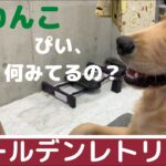 スマホで動画を観る子犬🐾 《沖縄に住む3匹のかわいいゴールデンレトリバー：大型犬　多頭飼い》ぽい。すい。子犬のぴい。
