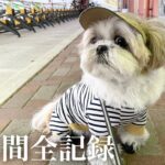 【癒し動画】4月も毎日早朝お散歩！シーズー犬の日常（前編）/ Shih Tzu takes a walk every morning in April.