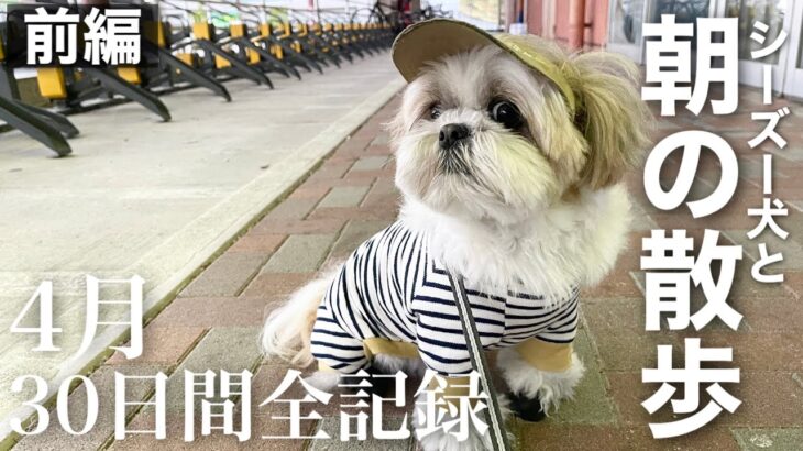 【癒し動画】4月も毎日早朝お散歩！シーズー犬の日常（前編）/ Shih Tzu takes a walk every morning in April.