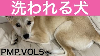 【元保護犬】かわいらしいももちゃんの大統領5【入浴犬】