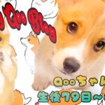 生後79日〜の子犬コーギーの“可愛い”が満載【Cogi Qoo Log】