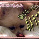 🐶猫になってしまったポメラニアン。【ポメラニアン】小型犬・癒し犬動画・ポメのCoCo