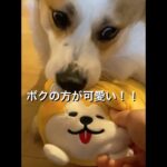 秋田犬クッションに焼きもちやいちゃう♡コーギー 。/ Corgi who angry with stuffed dog! /봉제 인형에 화난 코기!