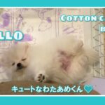 #Lovely Puppy #Pomeranian #子犬 #ポメラニアン So Cute for his first day!!　かわいい子犬がやってきた