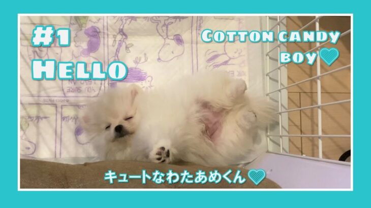 #Lovely Puppy #Pomeranian #子犬 #ポメラニアン So Cute for his first day!!　かわいい子犬がやってきた