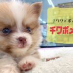 【MIX子犬】コーギー柄が可愛い！チワポメちゃん！【マルワンさいたま武蔵浦和店】