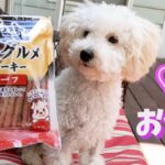 【嬉しい】極上国産ジャーキーを初めて食べる子犬 My Puppy Eats Japanese Snack For the First Time【トイプードルのルナ】【toy poodle】