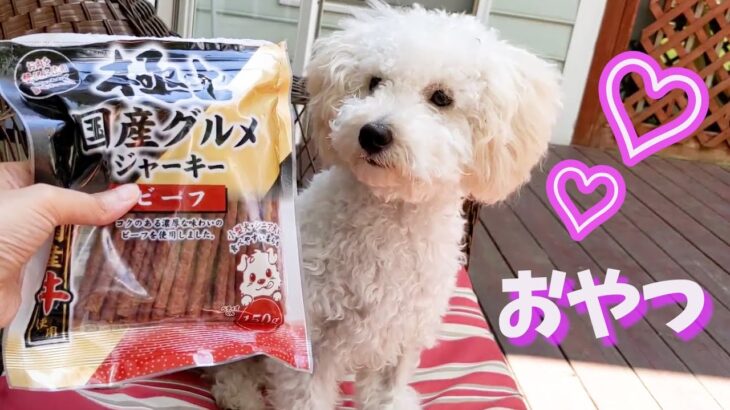 【嬉しい】極上国産ジャーキーを初めて食べる子犬 My Puppy Eats Japanese Snack For the First Time【トイプードルのルナ】【toy poodle】