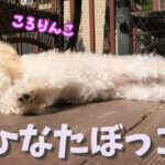 【癒し】新緑の下で日向ぼっこを楽しむ可愛い子犬 My Puppy Enjoys the Sunshine【トイプードルのルナ】【アメリカ生活】【toy poodle】【dog】