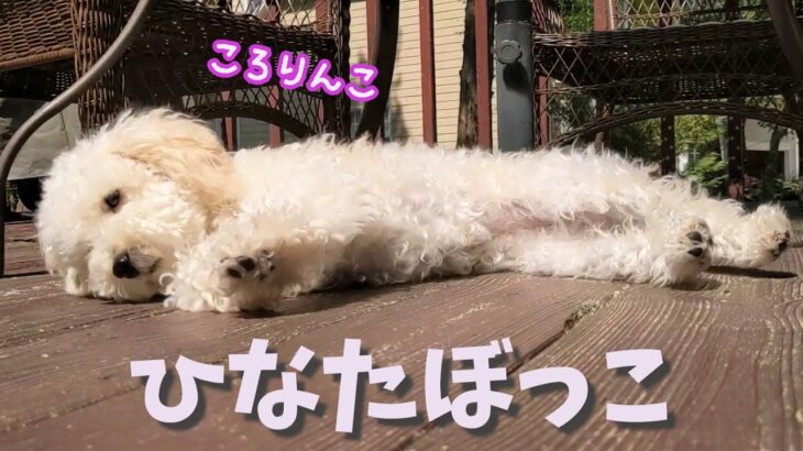 【癒し】新緑の下で日向ぼっこを楽しむ可愛い子犬 My Puppy Enjoys the Sunshine【トイプードルのルナ】【アメリカ生活】【toy poodle】【dog】