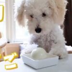 【初体験】初めて見る卵に戸惑う子犬が可愛い My Puppy’s Reaction to Boiled Egg【トイプードルのルナ】【アメリカ生活】【toy poodle】【dog】