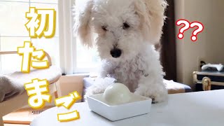 【初体験】初めて見る卵に戸惑う子犬が可愛い My Puppy’s Reaction to Boiled Egg【トイプードルのルナ】【アメリカ生活】【toy poodle】【dog】