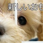 【ミックス犬】NEWおもちゃで遊ぶかわいい子犬のモイ　＃８