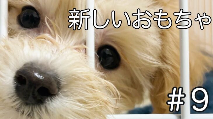 【ミックス犬】NEWおもちゃで遊ぶかわいい子犬のモイ　＃８